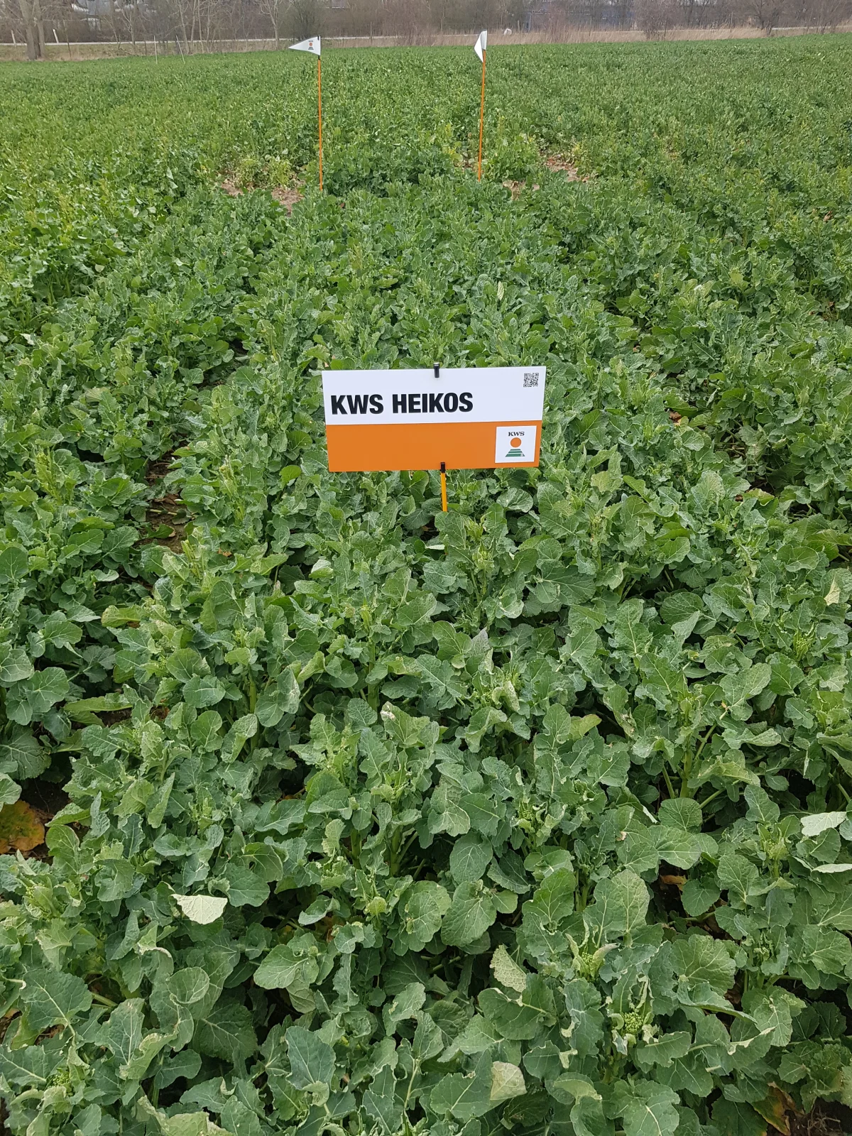 Sorterne KWS HEIKOS og HODYSSE er gode eksempler på, hvordan kraftigt voksende hybrider samtidigt kan have en opret vækst.