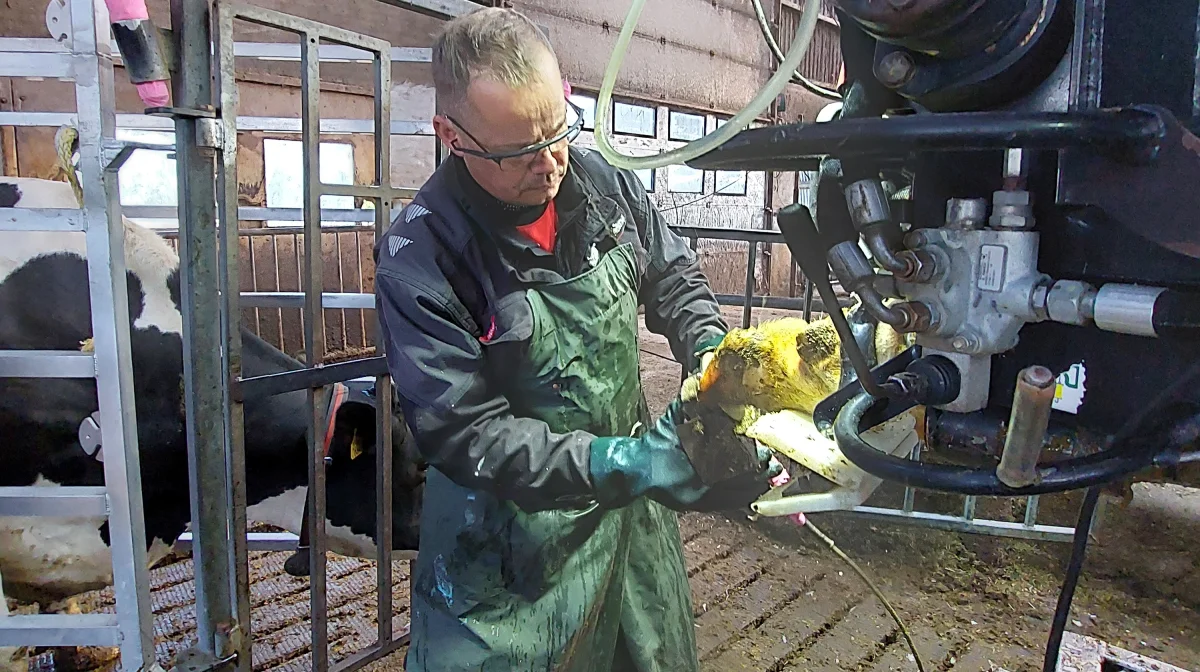 Selvom de gerne skulle nå omkring 130 køer i dag, er det ikke antallet, der tæller hos Neimanns Klovpleje. Det handler om den rigtige behandling af den enkelte ko.