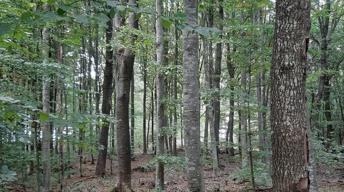 Studie påviser, at skoven har stor herlighedsværdi, og at en sådan kan prissættes i forhold til den merværdi, der er ved ejendomme med tilhørende skov. Arkivfotos