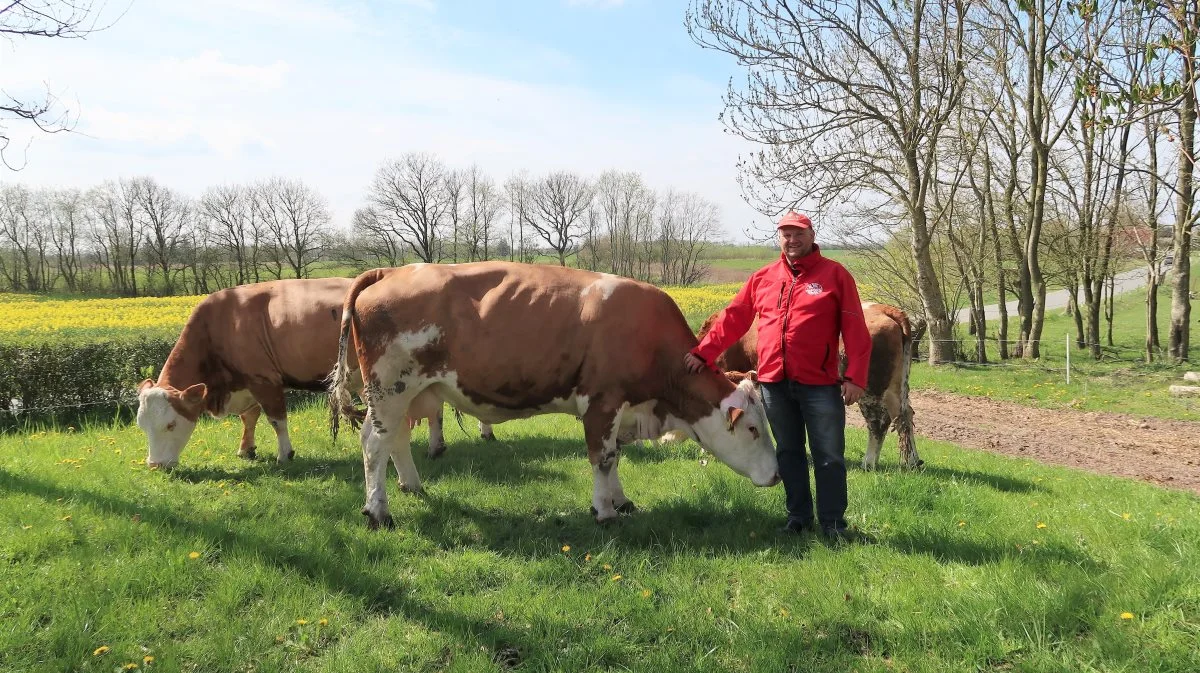 I næsten tyve år haft Simmentaler-racen været en væsentlig del af hans og familiens fritidslandbrug ved landevejen mellem Glejbjerg og Holsted. Fotos: Karsten Himmelstrup