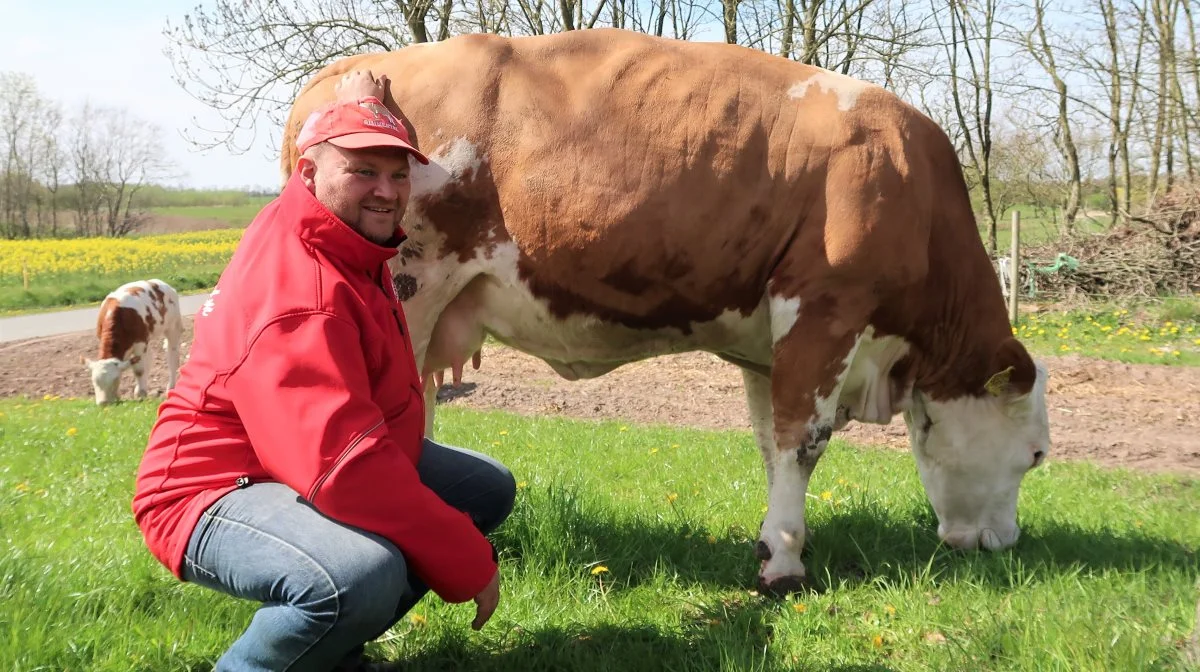 Mikael Hollænder, Glejbjerg, har i mere end to årtier haft Simmentaler-kvæg – og udstillet på dyrskue. Her i maj er han med i Aabenraa.