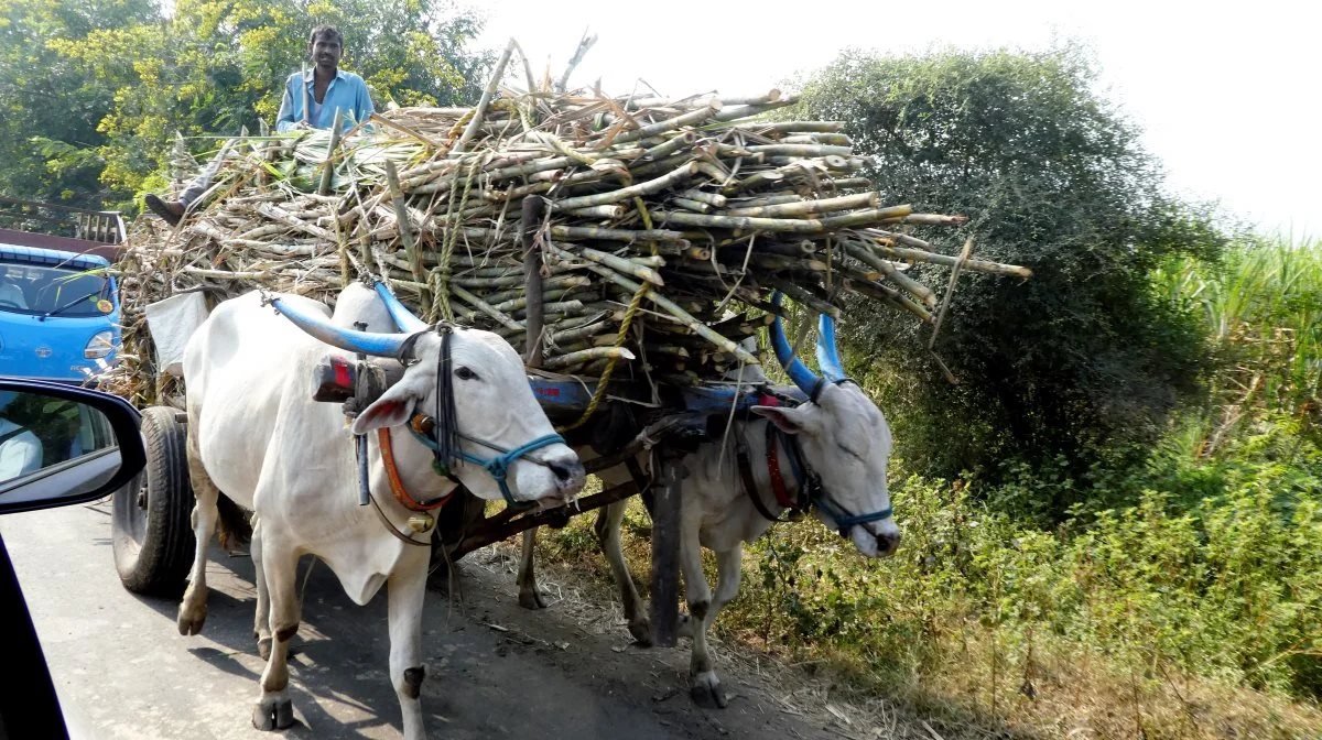 På billedet ses transport af sukkerrør i Indien. Arkivfoto: Jørgen P. Jensen