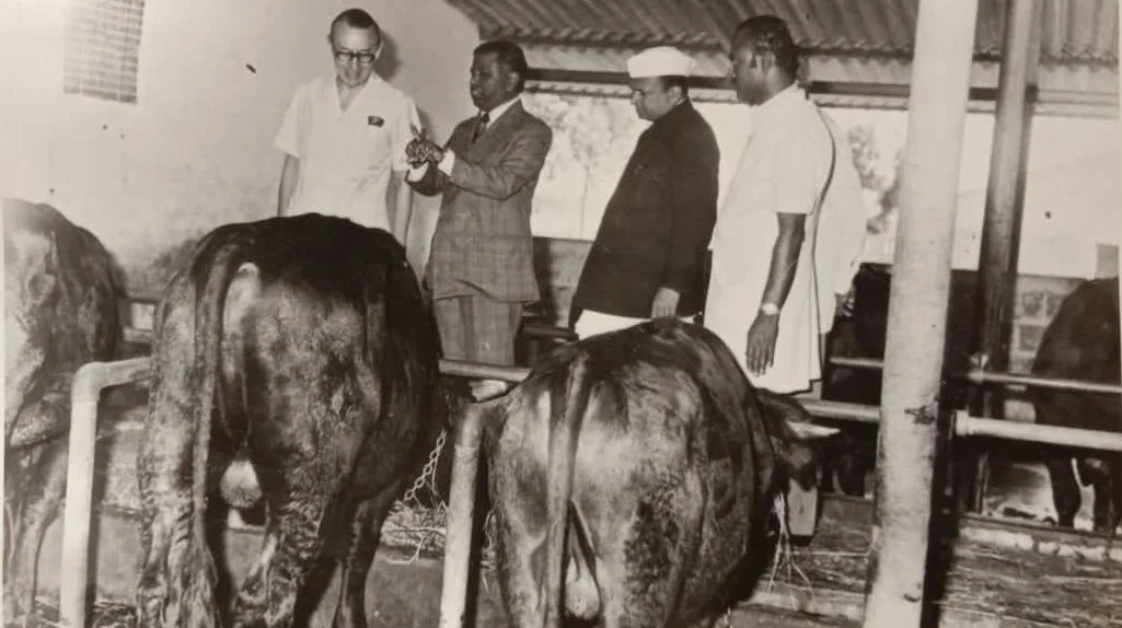 Det var i starten primært RDM, der blev sendt til Indien, men det viste sig snart, at Jersey var en langt bedre race i det tropiske klima. Her fra den danske demo-farm i Indien.