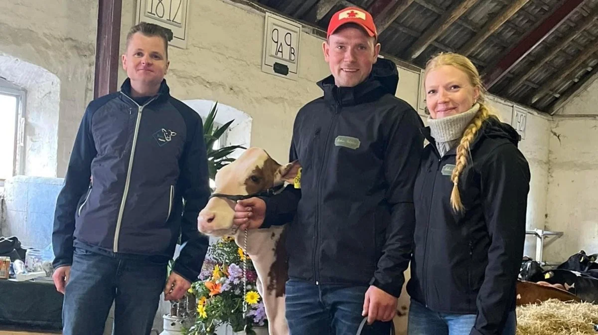 Sidste bud kom fra Jacob Haugaard, da en seks måneder gammel kvie fra Key Genetics kom under hammeren til Tag sale på Bathau. 43.000 kroner blev hun solgt for. Foto: Bathau Holsteins 