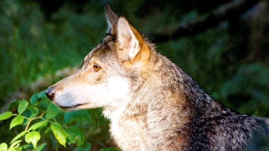 Det bliver nu muligt at låne udstyr, der bedre kan beskytte dyr mod ulveangreb hos Naturstyrelsen ved hjælp af en ulvetrailer. Foto: Colourbox