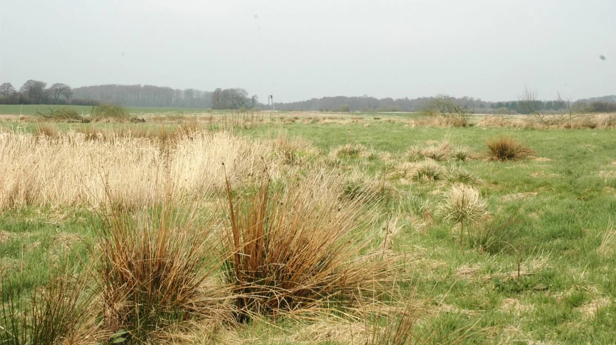 Nye tal viser, at der på et halvt år næsten er sket en fordobling af de hektar landbrugsjord, som man har igangsat udtagning af for at nedbringe den samlede udledning af CO2. Arkivfoto: Camilla Bønløkke