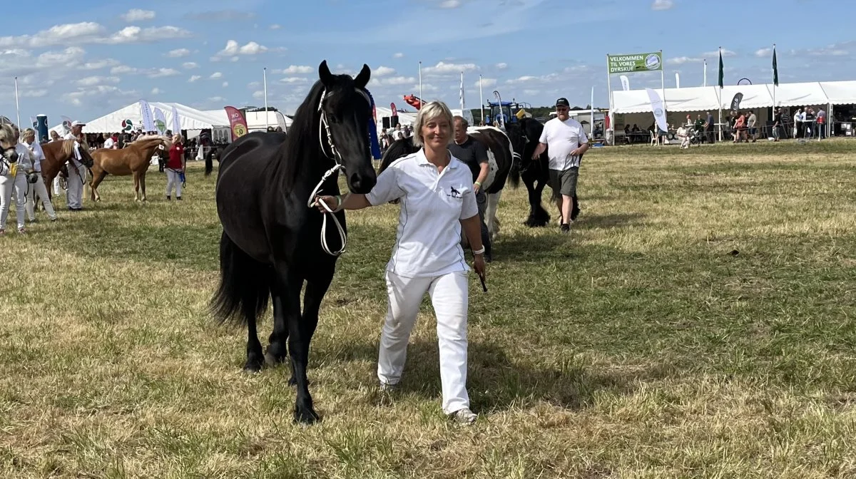 Pernille Vibe Sørensens hoppe hedder Neya Ellemose og kan opleves på Det sønderjyske Fællesdyrskue i Aabenraa. Her er hoppen på dyrskuet i Ribe.