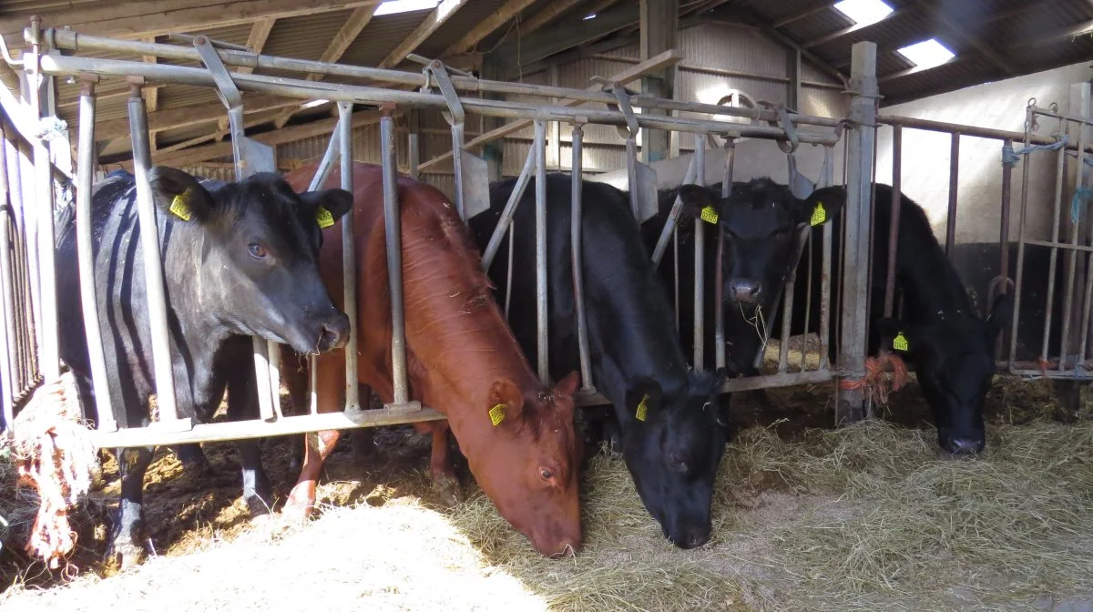 Blandt de dyr fra Mønline Angus, der i år vil kunne ses på Roskilde Dyrskue, er disse løbekvier og juniorkvier. Foto: Erik Kjærgaard Christensen