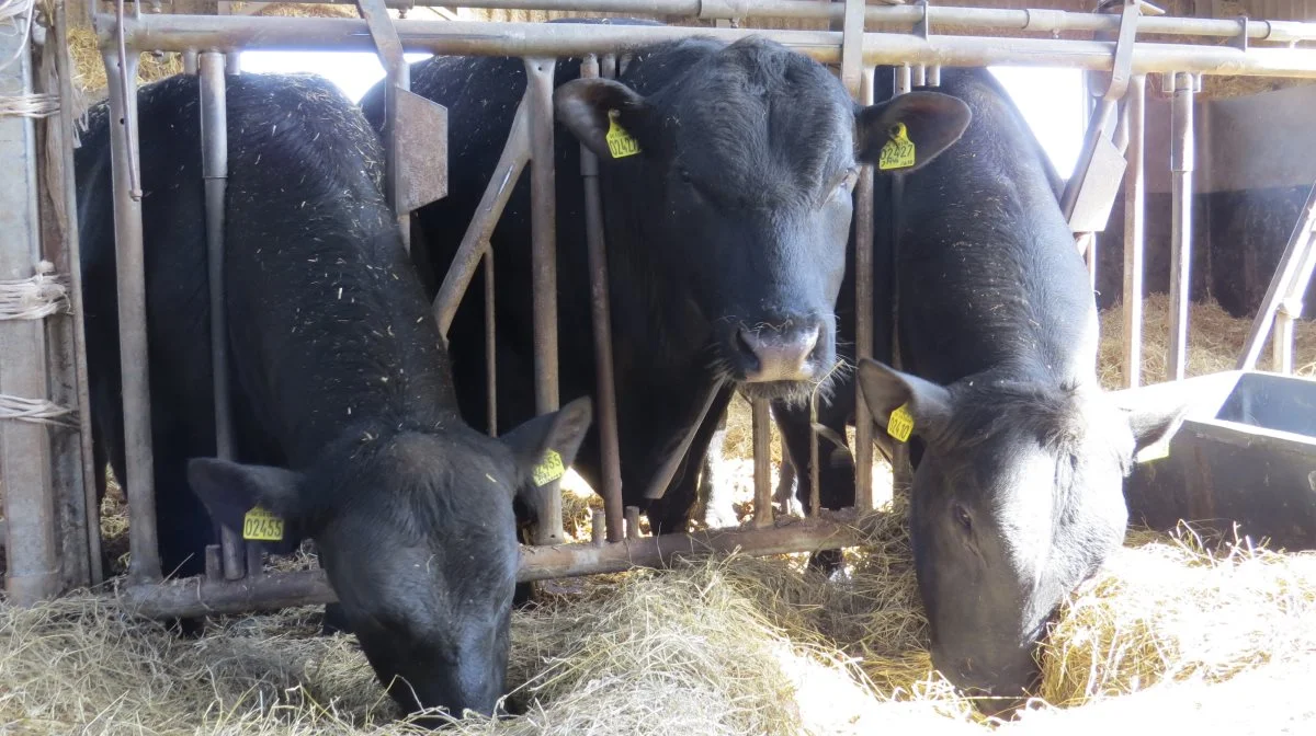 Fra venstre ses her ungtyren ML Alcatraz 2455`21 samt de to juniortyre ML Paradox 2427`21 og ML Stunner X Countess 2410`21, der alle udstilles på Roskilde Dyrskue. Foto: Erik Kjærgaard Christensen