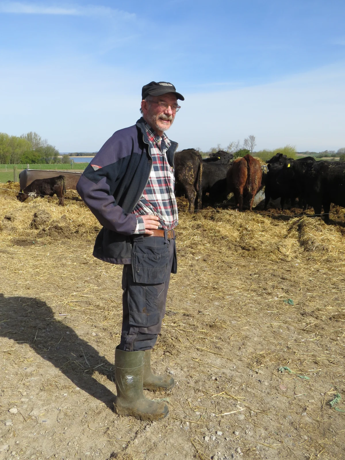 Steffen Albrektsen anskaffede de første angus-dyr i 1990. I dag tæller hans avlsbesætning i alt over 400 dyr. Her ses Steffen Albrektsen med en gruppe kælvekvier i baggrunden. Foto: Erik Kjærgaard Christensen