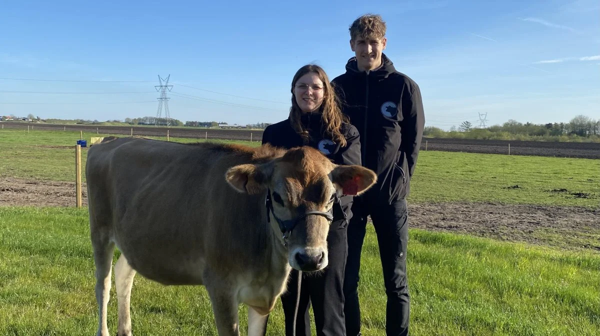 Manon Tax og Jes Van den Heuvel er aktive på Det sønderjyske Fællesdyrskue i Aabenraa - blandt andet med en Jersey-kvie. Fotos: Karsten Himmelstrup