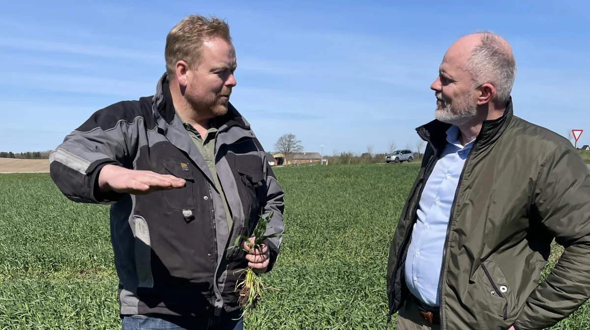 - Så høj blev rugen sidst. Når rugen bliver større, er det min erfaring, at det er bedst at køre med sprøjtehjul, så man ikke generer aksanlæggene i sporene, fortæller planteavler Poul Christensen (t.v.) til Jens Christian Schelde Jensen fra DLG. 