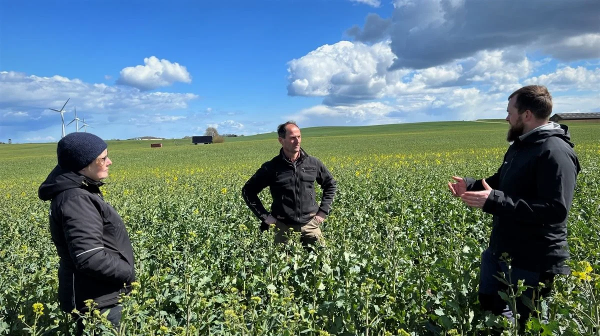 Michael Levy (i midten) forsøger at trække den sidste gødskning i raps så længe som muligt. Der bliver ikke anvendt husdyrgødning på Kalsbøl Gods. Foto: Kasper Stougård 