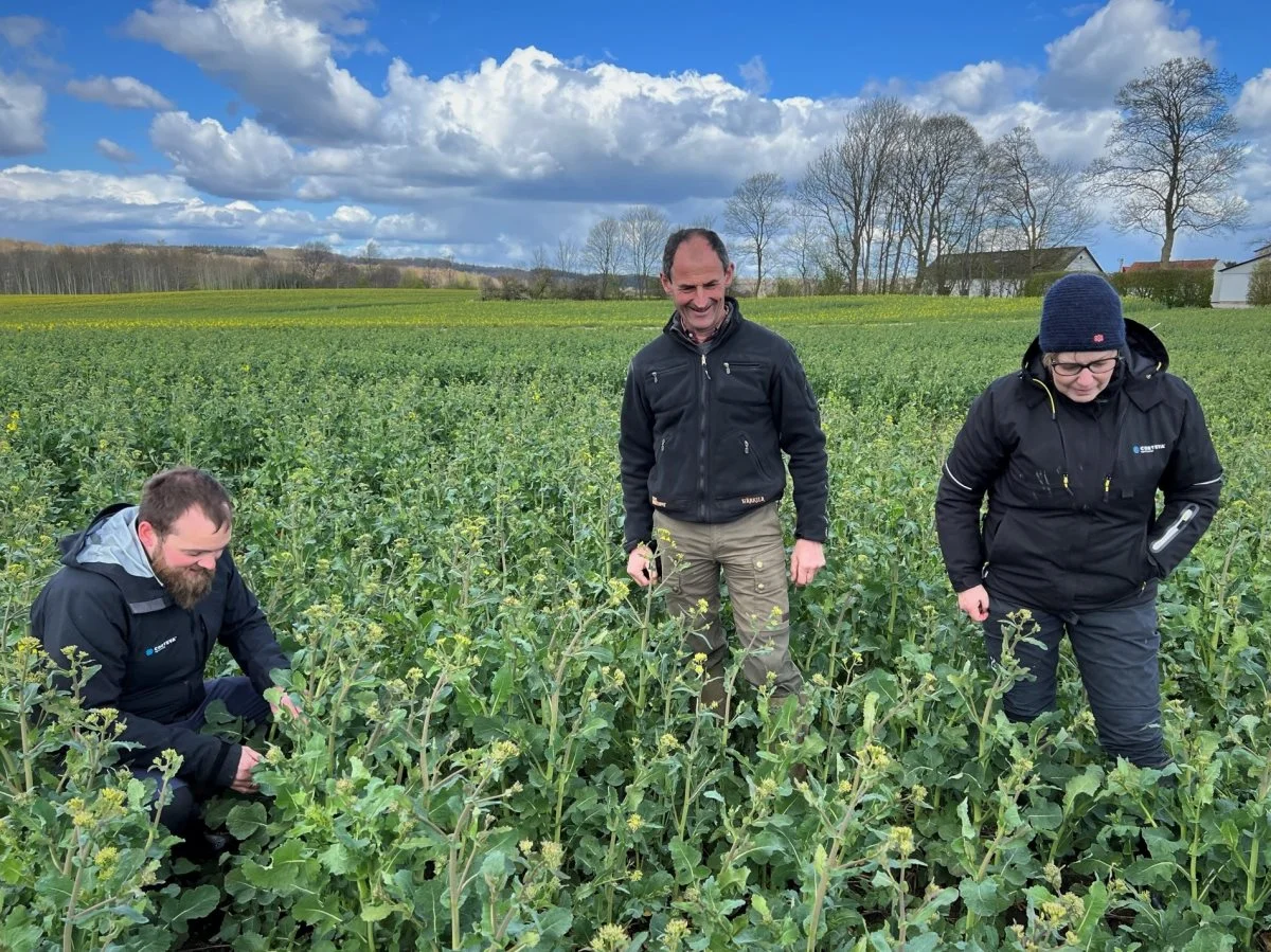 Michael Levy tager beslutningerne om, hvad der skal ske i marken, hvor Corteva afprøver PT-sorterne fra Pioneer. Foto: Kasper Stougård 