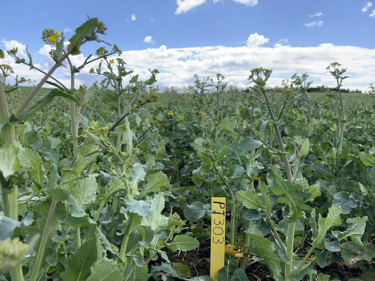 Det var Pioneer-sorten PT303 der sidste år udmærkede sig med et udbytte på 7.800 kg standardvare pr. hektar i sortsafprøvningen på Kalsbøl Gods. Foto: Kasper Stougård 