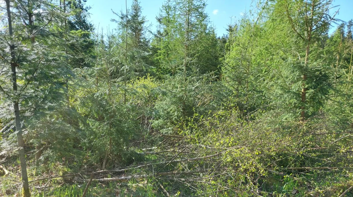 Når man fælder gamle træer og i stedet planter nye, så går skovenes CO2-optag ned, og det kan presse landbruget i forhold til en klimaindsats. Foto: Christian Carus