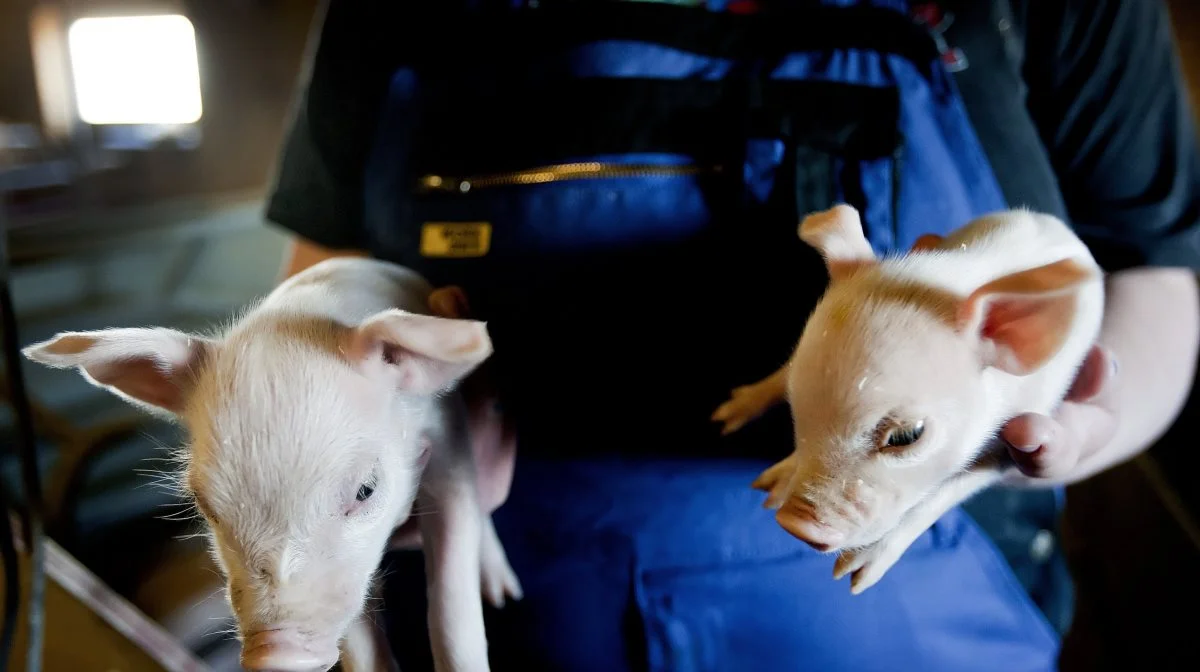 Man bør som landbrugsleder sørge for, at sommerferieplanlægningen inkluderer et overblik over de mest kritiske opgaver på bedriften. Foto: Colourbox