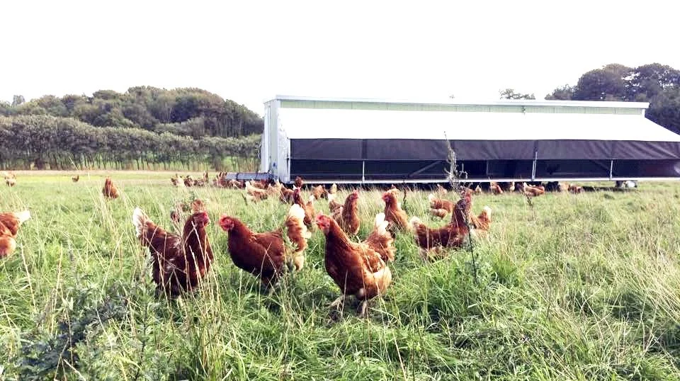 Haugaarden har udviklet, produceret og sælger mobile hønsehuse. Arkivfoto