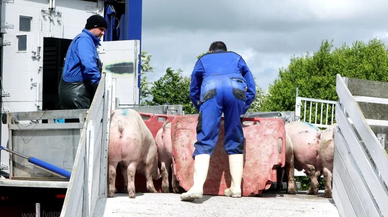 En mulighed for at låse leverandørernes forventede leverancer skal fra 1. juli sikre mere forudsigelige tilførsler af grise til Danish Crowns slagterier. Målet er at sikre en bedre driftsøkonomi på slagterierne til glæde for andelsejerne. Arkivfoto: Anne Wolfenberg