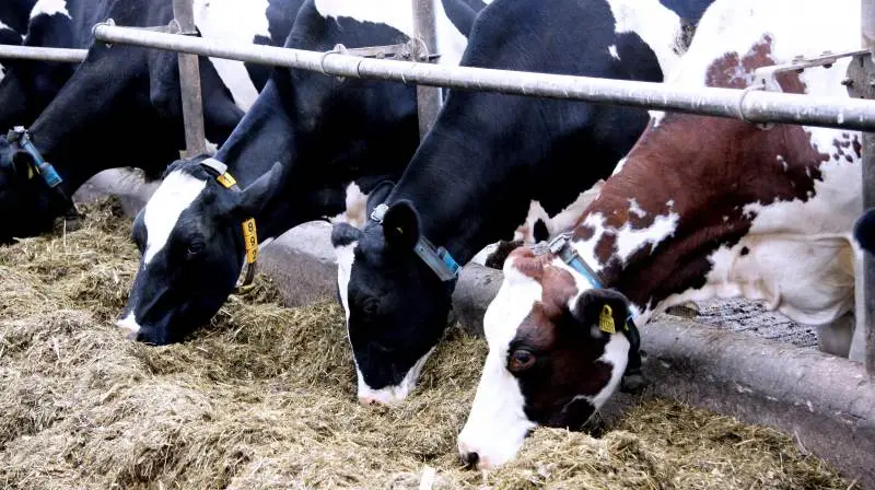 Et af virkemidlerne til reduktion af CO2e er, ifølge L&F, foderproduktet Bovaer, der kan reducere metanudledning fra kvæg. Arkivfoto