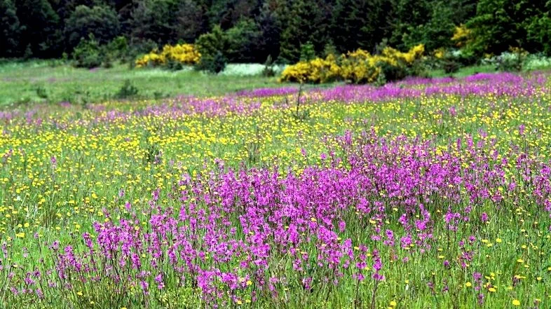Arkivfoto af natur ved Silkeborg