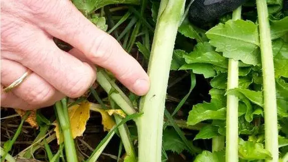 Rådgivere fra det sjællandske rådgivningsfirma, AgroPro, har inden for de seneste dage fundet vingede bladlus i en efterafgrøde, selv om temperaturen var nede på 3-4 grader. - Der meldes om synlige angreb af havrerødsot i vinterhvede i Sønderjylland i dette efterår. Og det er lidt rystende med synlige havrerødsot-symptomer allerede nu – så er angrebet sket tidligt, lyder det fra AgroPro.