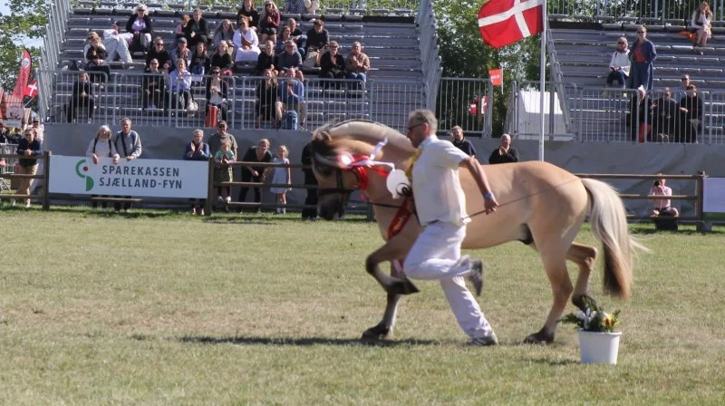 Fjordhesten Tornhøjs Konrad fra familien Hjortshøj nær Rønnede løb med den prestigefyldte titel som Sjællandspræmie-hingsten. Foto: Jesper Hallgren