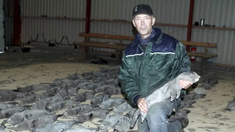 Henrik Svendsen fortæller, at inden minkene ryger afsted i lastbilen til pelseriet, er de linet op på gulvet til afkøling. Foto: Lasse Ege Petersen.