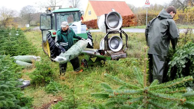 Christian Elneff Jespersen (tv.), altmuligmand, og Bjarke Rosenlund, sæsonmedhjælper, er her ved at nette de nordmannsgraner, som aftageren har plukket ud i plantagen.