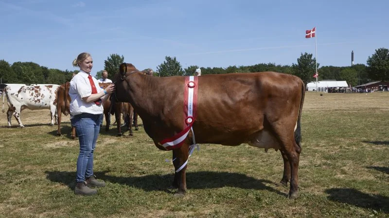 Fodermester Julie Jørgensen fra Stengård i Stensby viser bedste ældre modelko hos RDM frem. Det er ko nr. 3836 efter tyren VR Abraham. Fotos: Erik Hansen
