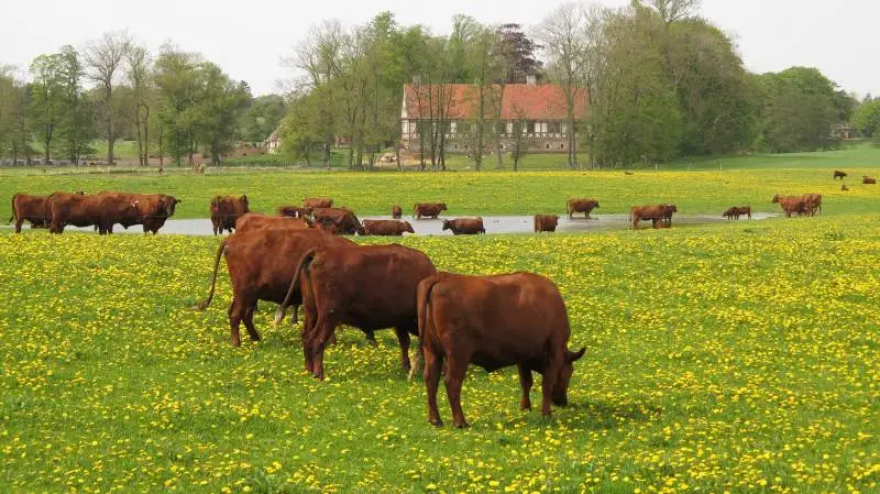 Mange gamle danske husdyrracer som Jysk Kvæg, Rød Dansk Malkerace og Sortbroget Dansk Landrace-gris er i alvorlig fare for at uddø. Det indskrænker mulighederne for at tilpasse fremtidens fødevareproduktion til udfordringer som f.eks. klimaproblematikken, lyder det fra Økologisk Landsforening.