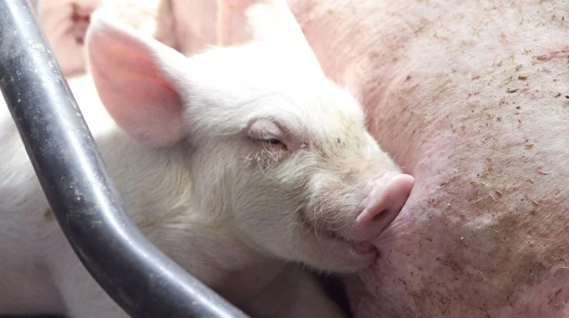 Søer, der fodres med en blanding af soja- og fjermel, som er fermenteret, fravænner større grise, viser forsøg fra Taiwan. Arkivfoto: Anne Wolfenberg