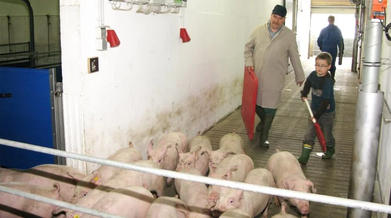 ISN’s markedseksperter forventer, at det tyske smågriseunderskud vil stige fra cirka 8 millioner smågrise i dag til cirka 15 millioner smågrise i året 2030. Arkivfoto: Anne Wolfenberg