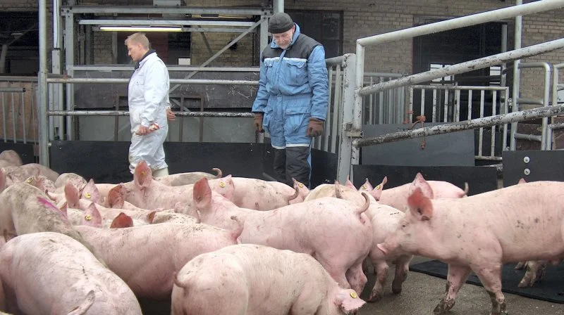 Fødevarestyrelsen har igen hævet gebyrerne for kontrol af levende dyr uanset dyreart. Til trods for protester i høringssvar fra både Danske Mælkeproducenter, Danske Svineproducenter, fjerkræorganisationer, vognmandsbranchen og L&F, er stigningerne indført pr. 1. juli. Arkivfoto