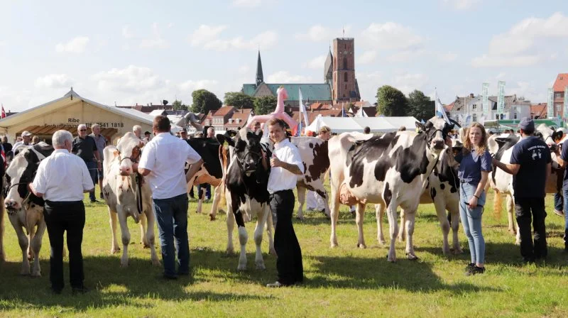 Ribe Dyrskue 2023 satte ny publikumsrekord og havde flere dyr i ringen end nogensinde før.