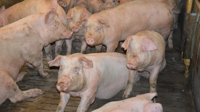 Den danske notering fra Danish Crowns side halter stadig voldsomt bagefter i forhold til de andre europæiske lande med en stor produktion af svin.