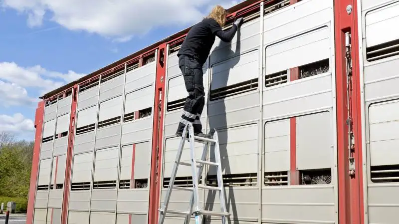 Fødevarestyrelsen skal nu kontrollere mere end hver tiende af alle transporter, som fører grise ud af Danmark, er regeringen og Dansk Folkeparti blevet enige om. Arkivfoto