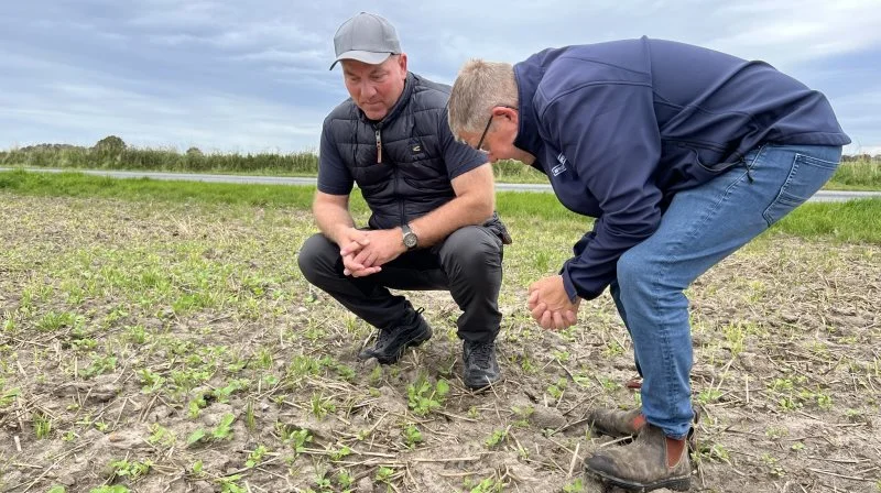 Vinterbyggen giver Peter Guldbrandt muligheden for at reducere sit efterafgrødekrav ved at etablere hovedafgrøden tidligt og ved at etablere en mellemafgrøde efter høst af vinterbyggen. Fotos: Kasper Stougård