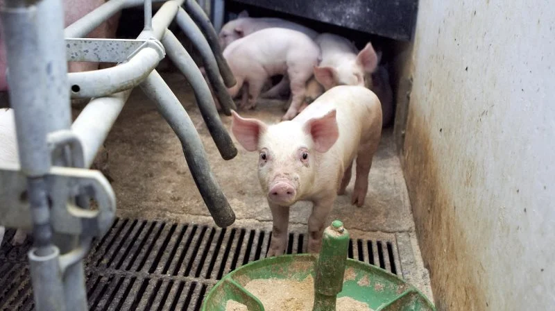 Elanco har netop lanceret en proteindrik til pattegrise, som angiveligt skulle øge sundheden og overlevelsen svarende til mere end en halv gris pr. årsso. Arkivfoto: Anne Wolfenberg