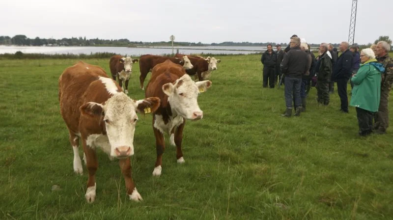 Fyns Kødkvæg holder sommerudflugt på onsdag