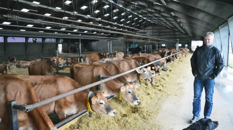 De 432 jerseykøer hos Niels Ulrik Andersen, Juulsgaard i Ronæs, har slået ny ydelsesrekord for racen med 911 kg fedt+protein. Arkivfoto: Camilla Bønløkke