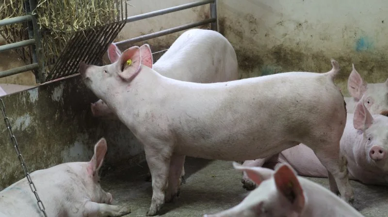 Masser af fibre er vigtige for poltenes mavetarmsundhed, velfærd og generelle helbred og også videre i deres lange og produktive liv, påpeger man hos Nutrimin. Arkivfoto: Anne Wolfenberg
