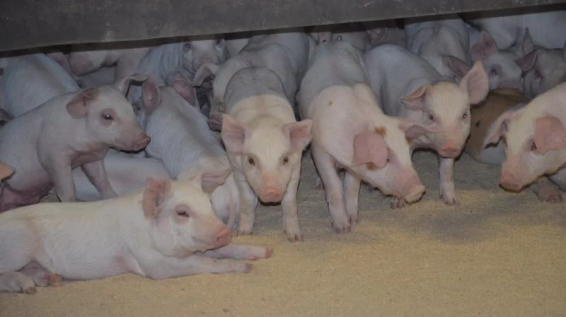 En uændret tysk notering for smågrise medfører en øget stabilitet på det tyske smågrisemarked, oplyser Danske Svineproducenter. Arkivfoto: Camilla Bønløkke