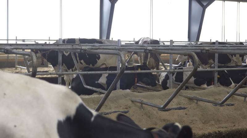 - Foruden at stalden skulle leve op til kravene, ville vi have sand i sengebåsene, forklarer Marc Hofman om tankerne bag byggeriet.