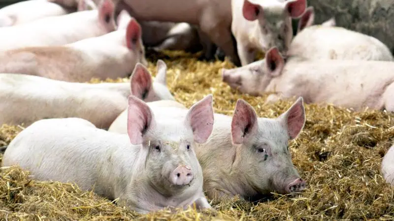 Nord-West noteringen er i denne uge uændret 36,50 euro, mens noteringen for 8.kilos grise ligeledes er uændret 23,80 euro. Det oplyser Danske Svineproducenter.