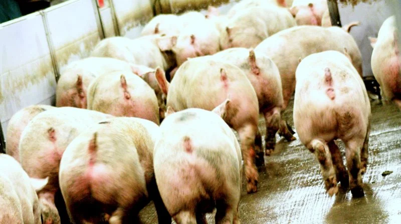 Danish Crown har udbetalt en høj andel af indtjeningen løbende for at holde afregningen så høj som muligt. Det vil imidlertid få indflydelse på restbetalingen, skriver selskabet nu i en orientering ifølge mediet Finans. Arkivfoto