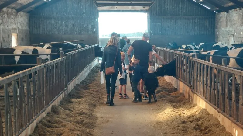 Et kig i stalden på Mejlhøjgaard ved Horsens i forbindelse med Åbent Landbrug. Foto: John Ankersen
