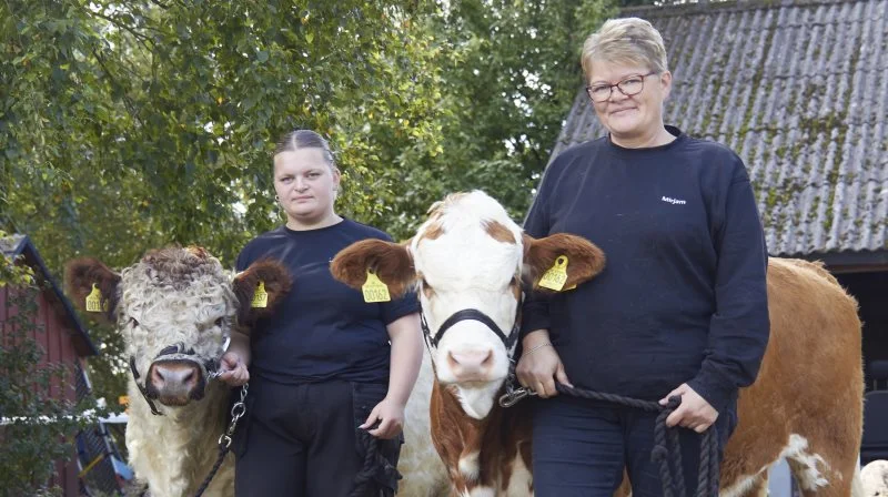 På ejendommen er der både Simmental og Galloway. Frank er vild med Simmental, Mirjam er vild med Galloway, og datteren Hannah har en passion for tyrene.
