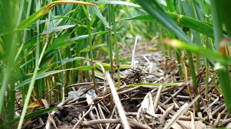 - Optælleringer i 2018 viste i starten af maj cirka ti gange flere overfladelevende springhaler i parcellerne med conservation agriculture sammenlignet med de pløjede parceller, oplyser forskere fra Aarhus Universitet på den kommende Plantekongres.