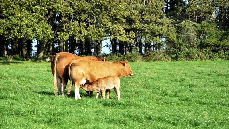 Indenfor kort tid er der mulighed for at komme ud i det ganske danske land og se på Limousinekvæg. Arkivfoto